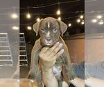 Small Photo #6 American Bully Puppy For Sale in POMONA, CA, USA