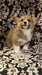 Small Photo #1 Pembroke Welsh Corgi Puppy For Sale in BLISS, ID, USA