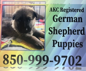 German Shepherd Dog Puppy for sale in GULF BREEZE, FL, USA