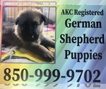 Small German Shepherd Dog