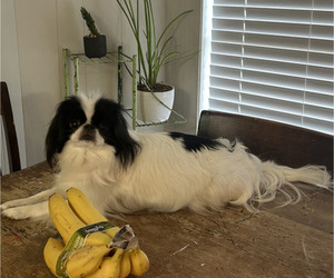 Mother of the Japanese Chin puppies born on 01/07/2025