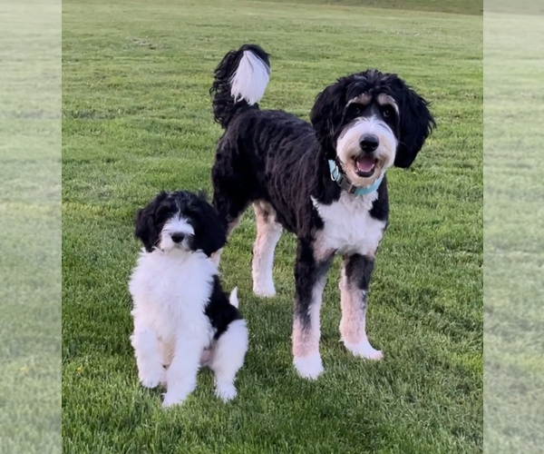 Medium Photo #1 Bernedoodle Puppy For Sale in MEDINA, OH, USA