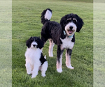 Small Photo #1 Bernedoodle Puppy For Sale in MEDINA, OH, USA