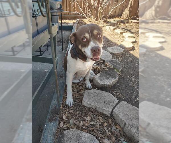 Medium Photo #1 American Staffordshire Terrier-Unknown Mix Puppy For Sale in San Antonio, TX, USA