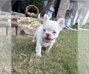 French Bulldog Puppy for Sale in SNELLVILLE, Georgia USA