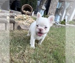 Cotton Ball - Female French Bulldog Puppy for Sale - Small photo