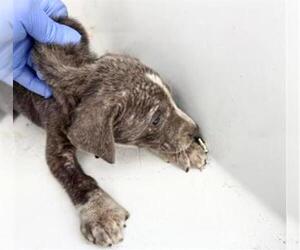 Mutt Dogs for adoption in Houston, TX, USA