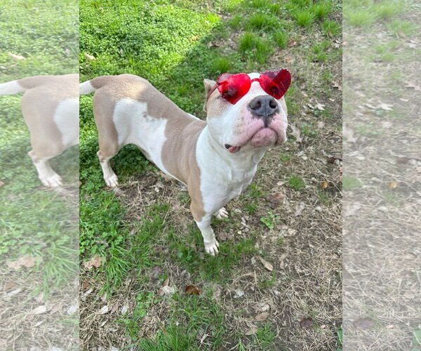 Medium Photo #2 American Staffordshire Terrier-Boxer Mix Puppy For Sale in Jackson, MS, USA
