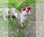 Small #1 American Staffordshire Terrier-Boxer Mix