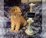 Small Photo #2 Goldendoodle Puppy For Sale in HOUSTON, TX, USA