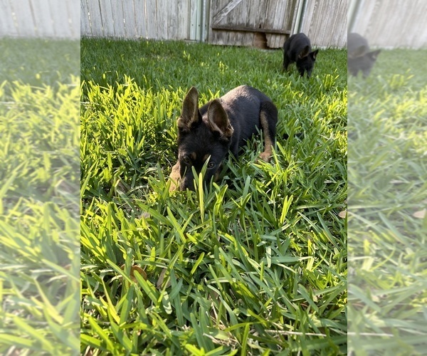 Medium Photo #6 German Shepherd Dog Puppy For Sale in TEMPLE, TX, USA