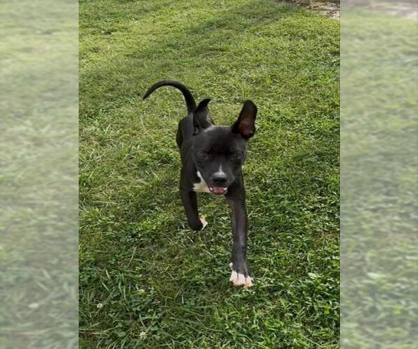 Medium Photo #2 American Pit Bull Terrier-Unknown Mix Puppy For Sale in Louisville, KY, USA