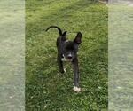 Small #1 American Pit Bull Terrier Mix