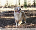 Small #7 Australian Shepherd