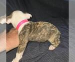 Small #7 Olde English Bulldogge
