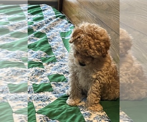 Poodle (Toy) Puppy for sale in KILLEEN, TX, USA