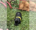 Small #3 Labrador Retriever