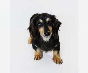 Dachshund Dogs for adoption in York, SC, USA