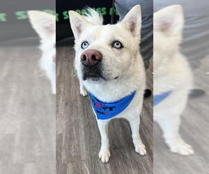 Siberian Husky Dogs for adoption in Forestville, MD, USA