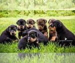 Small Photo #3 Doberman Pinscher Puppy For Sale in MOUNT OLIVE, NC, USA