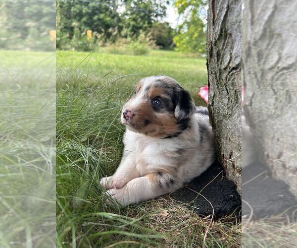 Medium Photo #2 Australian Shepherd Puppy For Sale in JEROMESVILLE, OH, USA