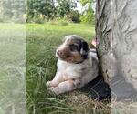 Small #1 Australian Shepherd