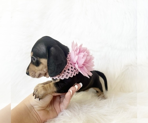 Medium Photo #2 Dachshund Puppy For Sale in DAVIS, CA, USA