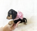 Small #1 Dachshund