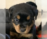Small Photo #9 Rottweiler Puppy For Sale in GRANTS PASS, OR, USA