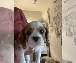 Cavalier King Charles Spaniel Dogs for adoption in NAMPA, ID, USA