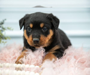 Medium Rottweiler