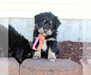 Australian Retriever Puppy for sale in DIXON, MO, USA