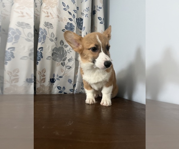 Medium Photo #33 Pembroke Welsh Corgi Puppy For Sale in DURHAM, CT, USA