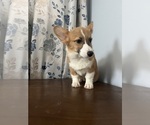 Small #32 Pembroke Welsh Corgi