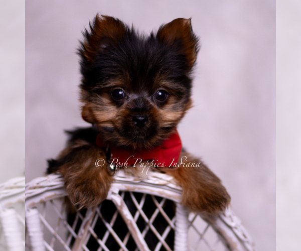 Medium Photo #6 Yorkshire Terrier Puppy For Sale in WARSAW, IN, USA