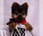 Small #5 Yorkshire Terrier