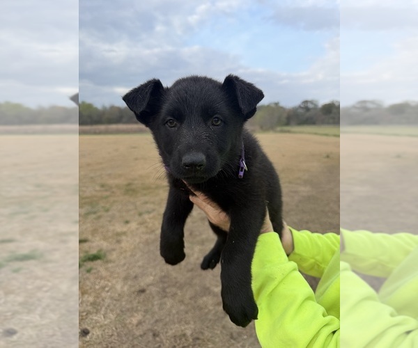 Medium Photo #3 German Shepherd Dog Puppy For Sale in GREENVILLE, NC, USA