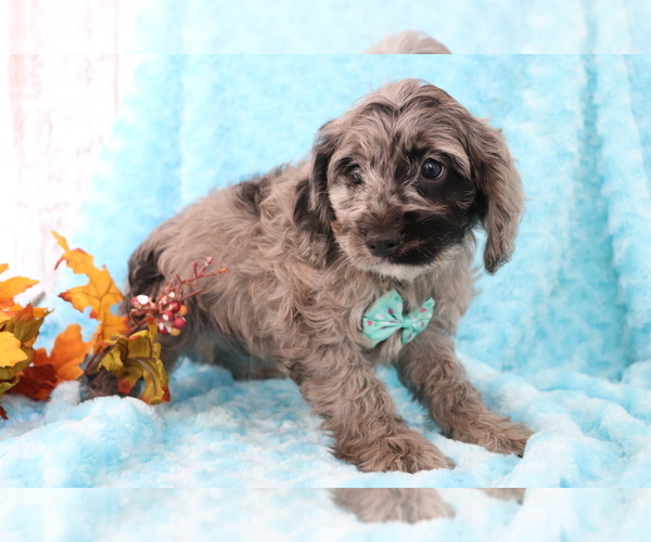 Medium Photo #4 Cocker Spaniel-Poodle (Miniature) Mix Puppy For Sale in SHILOH, OH, USA