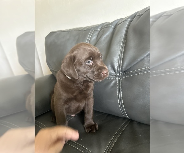 Medium Photo #2 Labrador Retriever Puppy For Sale in LEHIGH ACRES, FL, USA