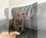 Small #1 Labrador Retriever