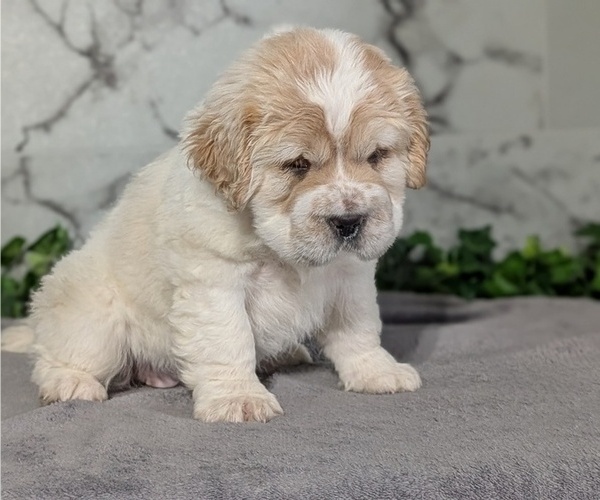 Medium Photo #5 Cocker-Pei Puppy For Sale in GOSHEN, IN, USA