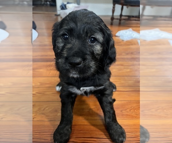 Medium Photo #3 Bernedoodle-English Cream Golden Retriever Mix Puppy For Sale in MONTCLAIR, NJ, USA