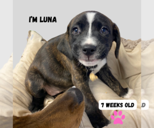 Mountain Cur-Plott Hound Mix Dogs for adoption in GILBERTS, IL, USA