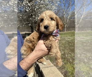 Goldendoodle (Miniature) Puppy for Sale in BRKN ARW, Oklahoma USA