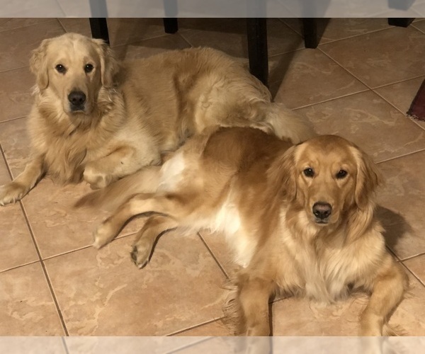 Medium Photo #4 Golden Retriever Puppy For Sale in PHOENIX, AZ, USA