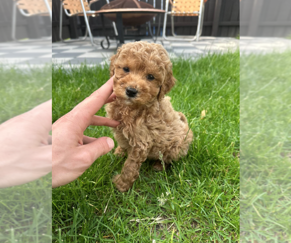 Medium Photo #5 Goldendoodle (Miniature) Puppy For Sale in MILWAUKEE, WI, USA