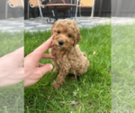 Small #4 Goldendoodle (Miniature)