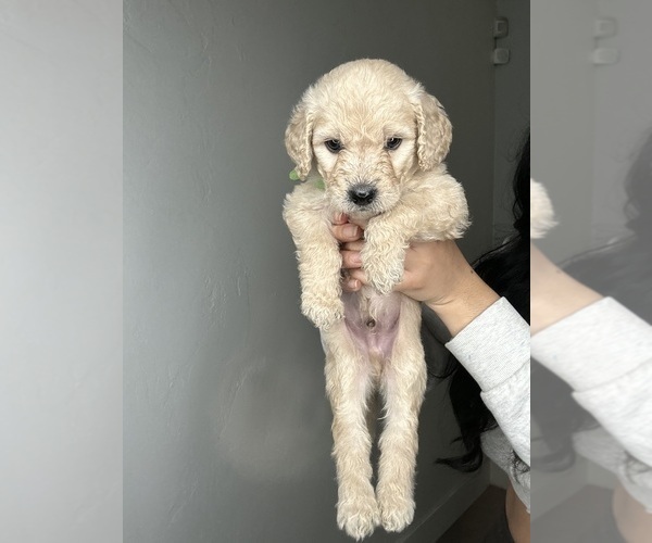 Medium Photo #10 Goldendoodle Puppy For Sale in BAKERSFIELD, CA, USA