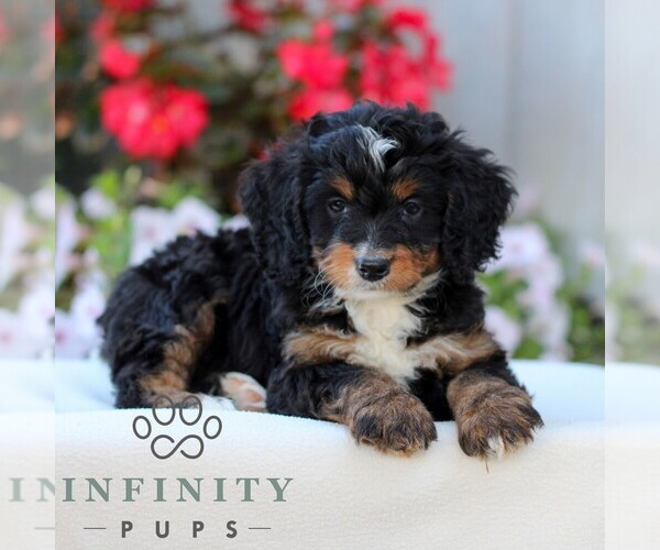 Medium Photo #3 Bernedoodle (Miniature) Puppy For Sale in LITITZ, PA, USA