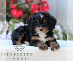Small #2 Bernedoodle (Miniature)